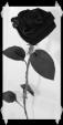 rose noire